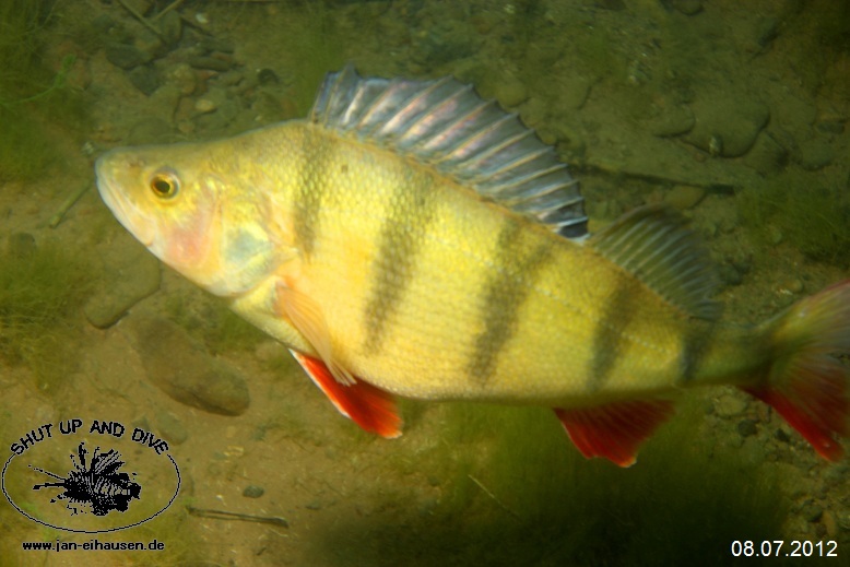 TG377-Sundhaeuser See 2012-07-08-004 (15)